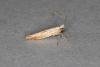 Argyresthia semitestacella, adult. Ouston, 12-09-2019. Copyright Verna Atkinson.