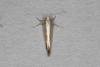 Argyresthia semitestacella, adult. Ouston, 12-09-2019. Copyright Verna Atkinson.