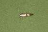Cherry Fruit Moth (Argyresthia pruniella), adult. Castle Eden Dene, 12-07-2022. Copyright Verna Atkinson.