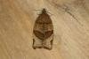 Barred Fruit-tree Tortrix (Pandemis cerasana), adult. Ouston, 25-06-2019. Copyright Verna Atkinson.