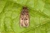 Brown House-moth (Hofmannophila pseudospretella), adult. Ouston, 07-06-2016. Copyright Verna Atkinson.