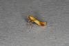 Caloptilia alchimiella, adult. Ouston, 23-08-2023. Copyright Verna Atkinson.