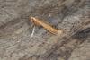 Caloptilia betulicola, adult. Ouston, 12-03-2017. Copyright Verna Atkinson.