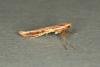 Caloptilia elongella, adult. Ouston, 20-04-2019. Copyright Verna Atkinson.