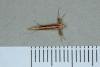 Caloptilia elongella, adult. Ouston, 20-04-2019. Copyright Verna Atkinson.