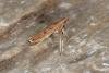 Caloptilia rufipennella, adult. Ouston, 20-04-2017. Copyright Verna Atkinson.