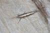Diamond-back Moth (Plutella xylostella), adult. Ouston, 28-05-2016. Copyright Verna Atkinson.