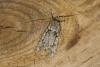 Diurnea fagella, adult. Ouston, 19-03-2022. Copyright Verna Atkinson.