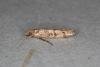 Ypsolopha ustella, adult. Ouston, 26-11-2019. Copyright Verna Atkinson.