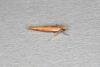 Zelleria hepariella, adult. Ouston, 19-03-2017. Copyright Verna Atkinson.