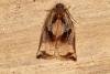 Large Fruit-tree Tortrix (Archips podana), adult. Ouston, 27-06-2020. Copyright Verna Atkinson.