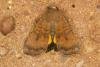 Least Yellow Underwing (Noctua interjecta), adult. Ouston, 07-08-2021. Copyright Verna Atkinson.