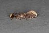 Skin Moth (Monopis laevigella), adult. Ouston, 29-05-2020. Copyright Verna Atkinson.