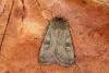 Square-spot Rustic (Xestia xanthographa), adult. Ouston, 18-08-2019. Copyright Verna Atkinson.