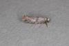 Swammerdamia pyrella, adult. Ouston, 19-07-2021. Copyright Verna Atkinson.