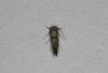 Swammerdamia pyrella, adult. Ouston, 19-07-2021. Copyright Verna Atkinson.