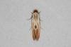 Tinea semifulvella, adult. Ouston, 06-07-2017. Copyright Verna Atkinson.