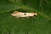 Tinea trinotella, adult. Ouston, 15-06-2016. Copyright Verna Atkinson.