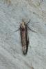 Ypsolopha parenthesella, adult. Ouston, 09-09-2016. Copyright Verna Atkinson.