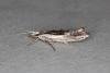 Ypsolopha scabrella, adult. Ouston, 15-08-2019. Copyright Verna Atkinson.