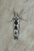 Ypsolopha sequella, adult. Ouston, 07-09-2016. Copyright Verna Atkinson.