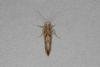 Ypsolopha sylvella, adult. Ouston, 12-09-2019. Copyright Verna Atkinson.