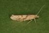 Ypsolopha sylvella, adult. Ouston, 08-09-2022. Copyright Verna Atkinson.