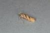 Ypsolopha sylvella, adult. Ouston, 05-09-2018. Copyright Verna Atkinson.