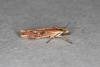 Ypsolopha ustella, adult. Ouston, 31-12-2019. Copyright Verna Atkinson.